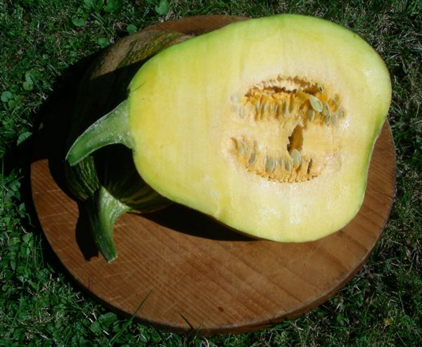 Cucurbita moschata