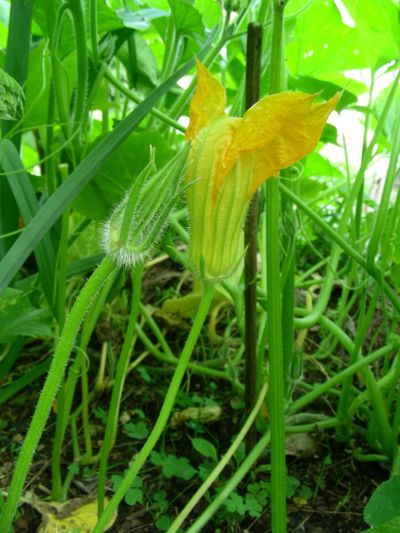 Cucurbita moschata