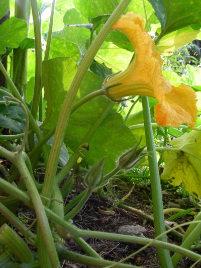 Cucurbita moschata