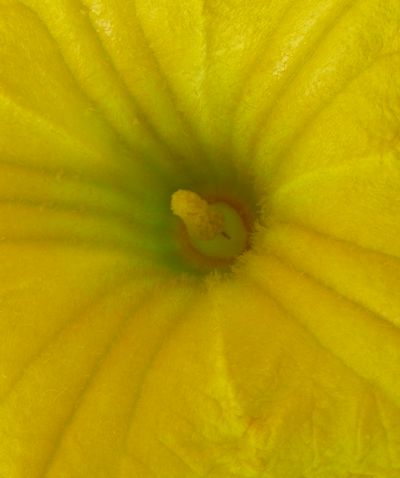 Cucurbita moschata