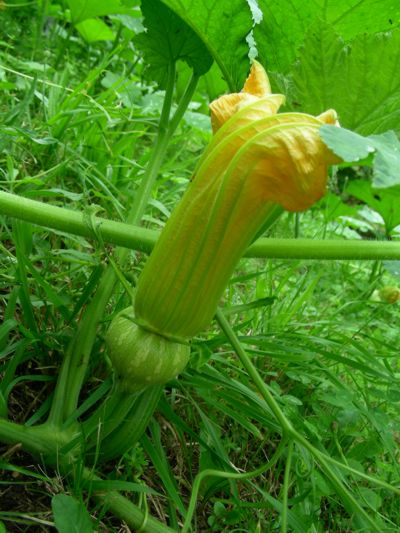 Cucurbita moschata