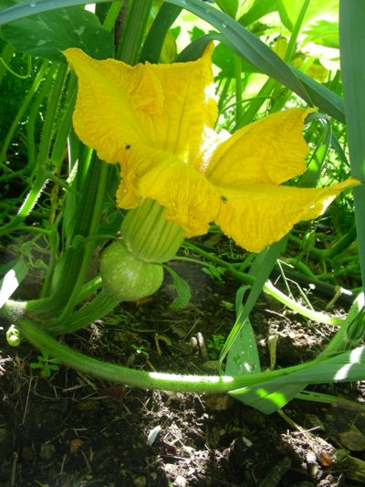 Cucurbita moschata