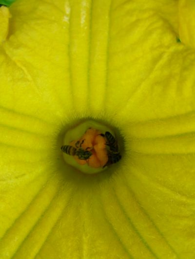 Cucurbita moschata