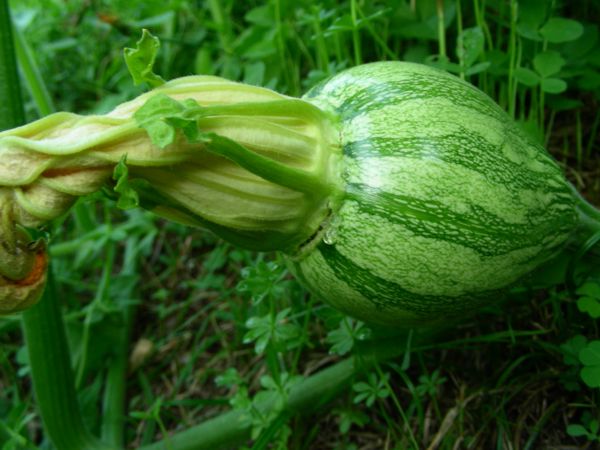 Cucurbita moschata