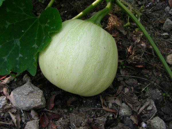 Cucurbita moschata