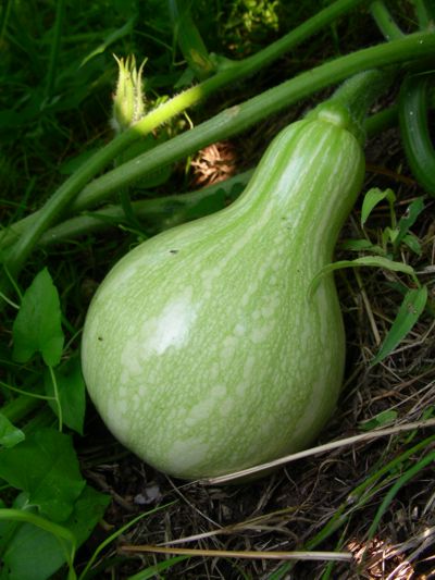 Cucurbita moschata