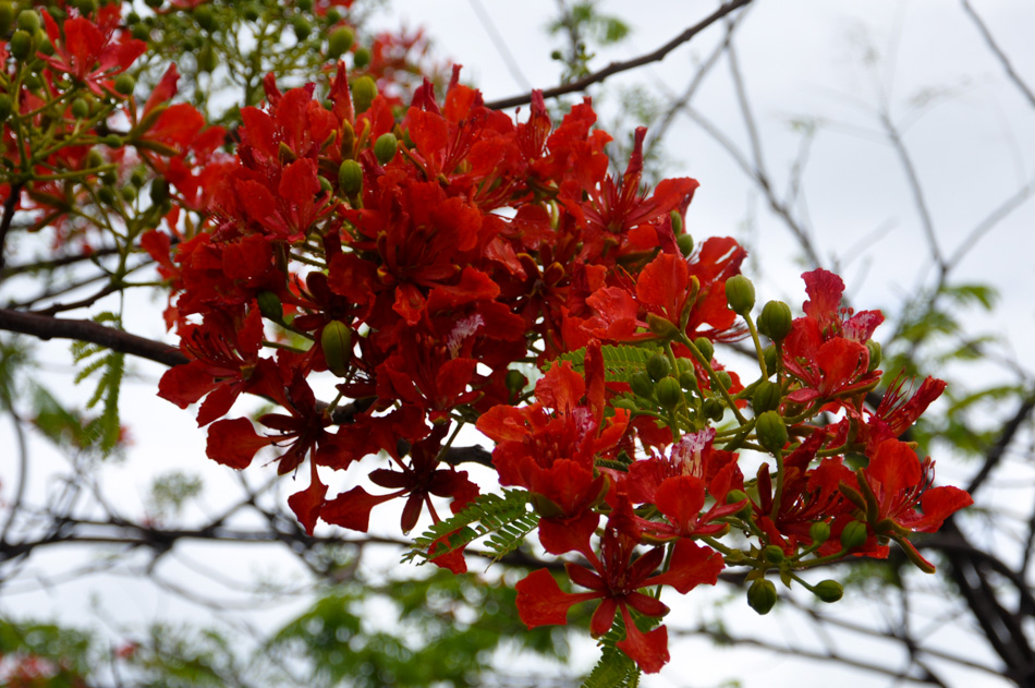 Delonix regia