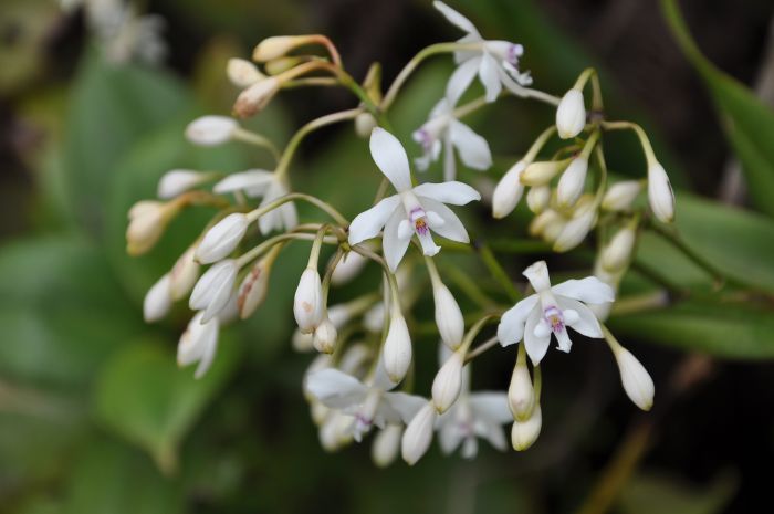 Epidendrum patens