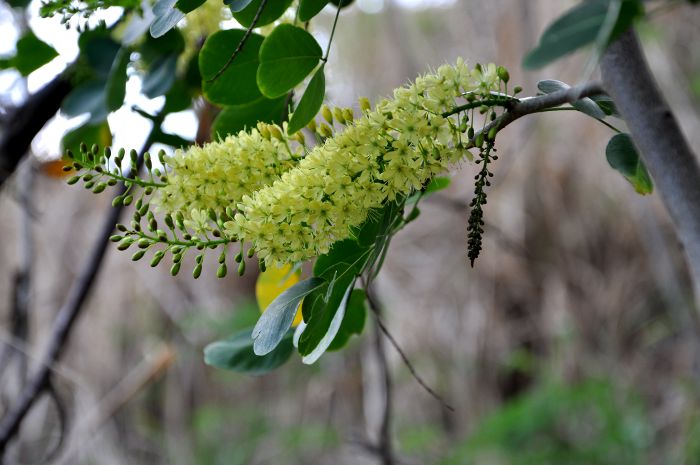 Hæmatoxylum campechianum, Campêche. Photo F.Palli