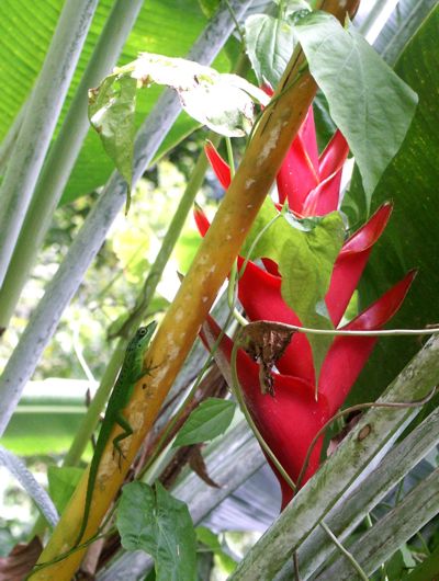 Heliconia caribea