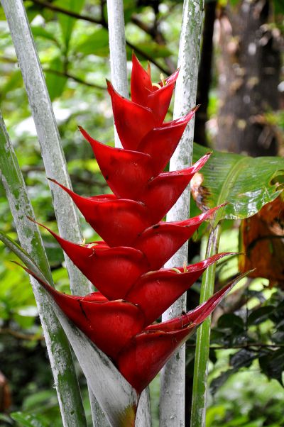 Heliconia caribea