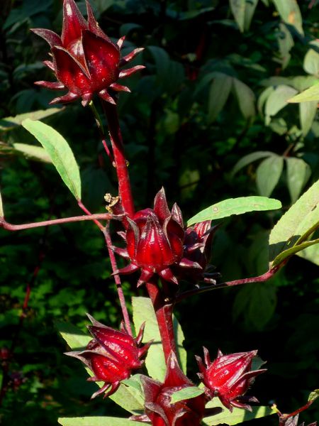 Hibiscus sabdariffa