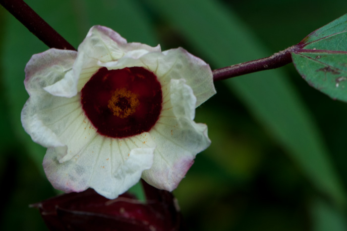 Hibiscus sabdariffa