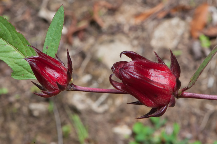 Hibiscus sabdariffa