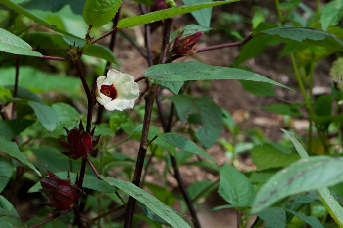 Hibiscus sabdariffa