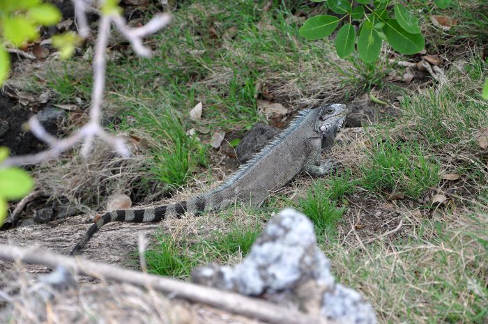 Iguana iguana