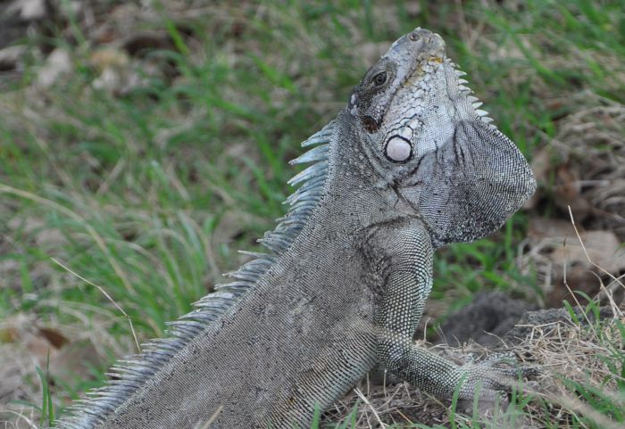 Iguana iguana