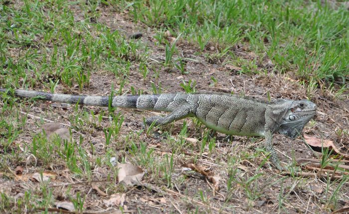 Iguana iguana