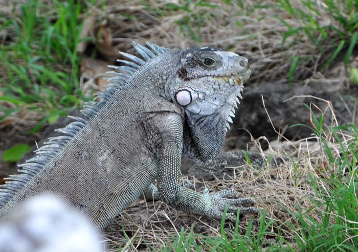 Iguana iguana