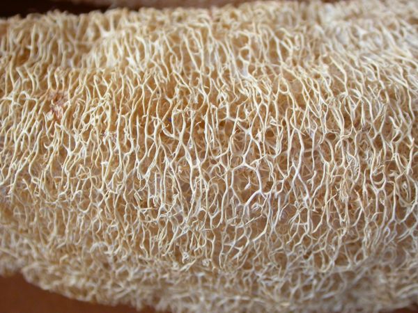 Luffa ægyptiaca