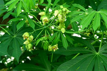 Manihot esculenta