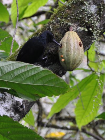 Melanerpes herminieri