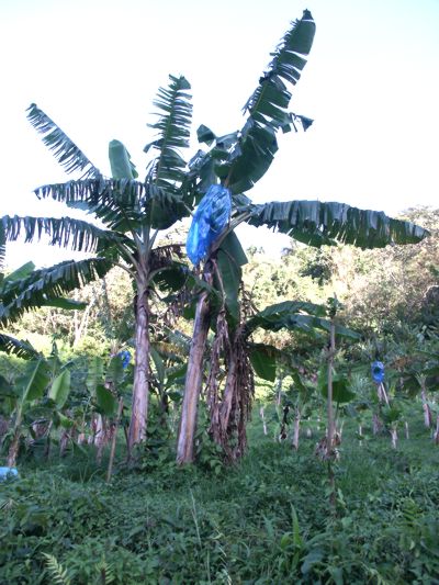 Musa