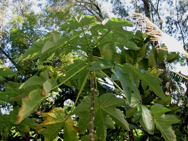 Obetia ficifolia