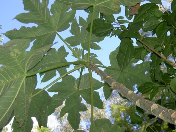 Obetia ficifolia