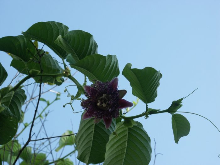 Passiflora quadrangularis