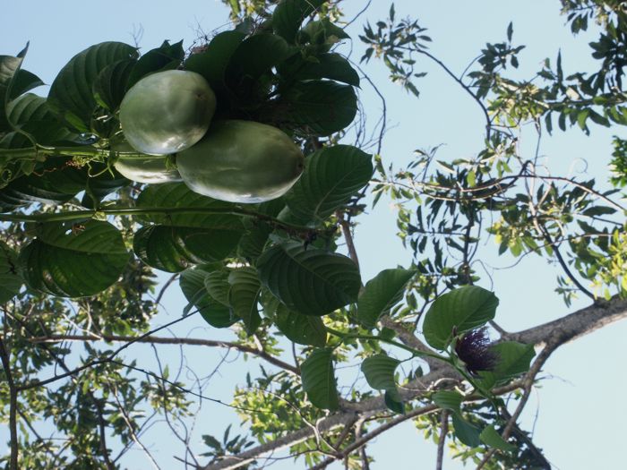 Passiflora quadrangularis