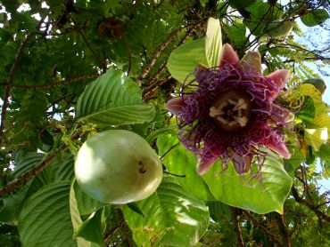 Passiflora quadrangolaris