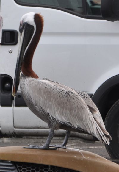 Pelecanus occidentalis