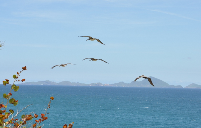 Pelecanus occidentalis