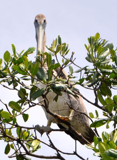 Pelecanus occidentalis