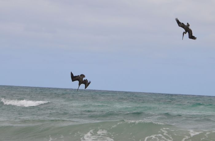 Pelecanus occidentalis