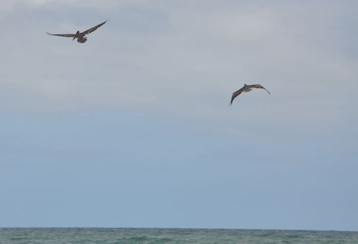 Pelecanus occidentalis