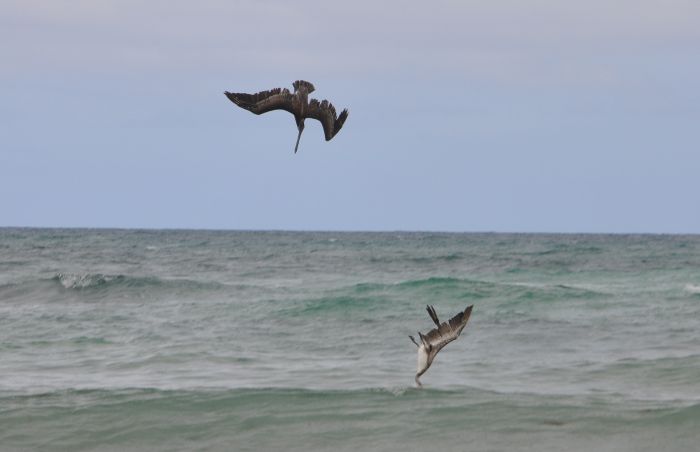 Pelecanus occidentalis