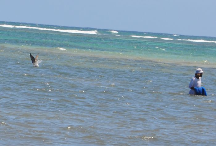 Pelecanus occidentalis