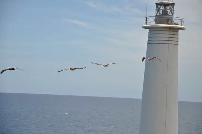 Pelecanus occidentalis