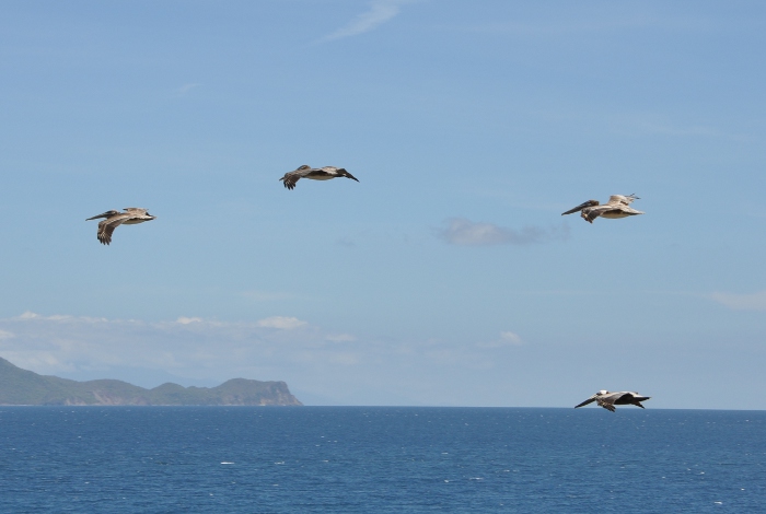 Pelecanus occidentalis
