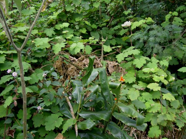 Rubus alceifolius