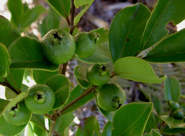 Psidium cattleyanum