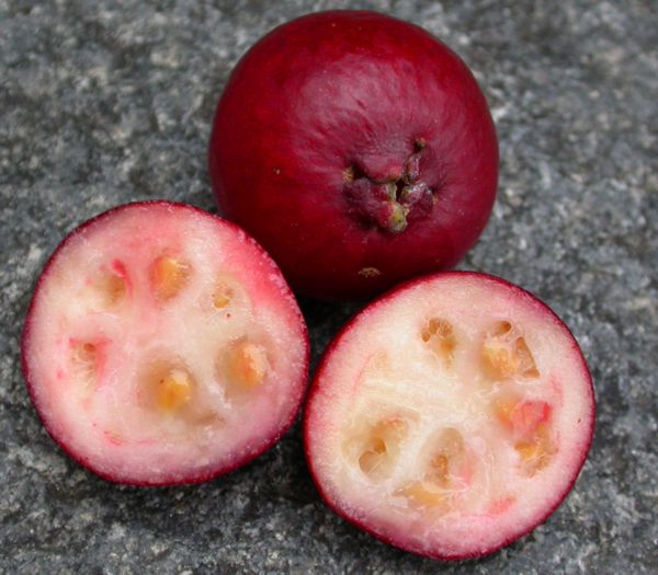 Psidium cattleyanum