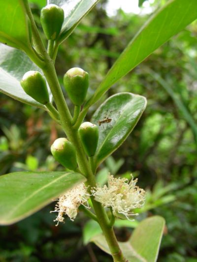 Psidium cattleyanum