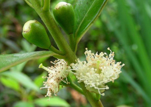 Psidium cattleyanum