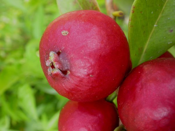 Psidium cattleyanum