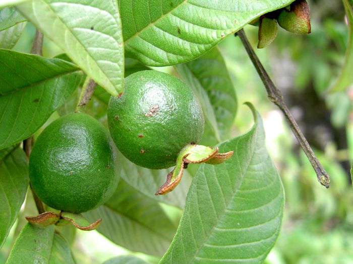 Psidium gujava