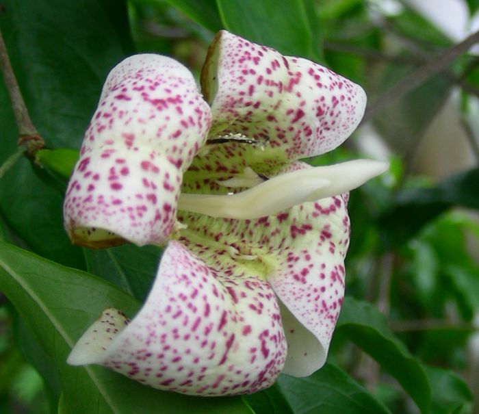 Rothmannia annae