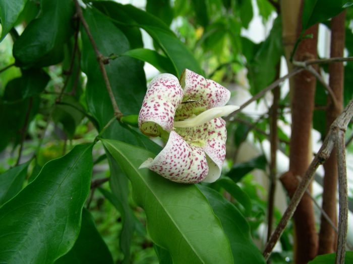 Rothmannia annae